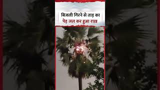 Viral Video |  बिजली गिरने से ताड़ का पेड़ जल कर हुआ राख़ | #viralvideo | #shorts #ytshorts #viral