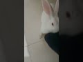 my cute rabbit Bunny🐰🐰 very funny # short