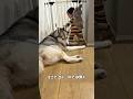 度胸がありすぎる赤ちゃんのハスキー絡み術#ハスキン#シベリアンハスキー#犬と赤ちゃん#赤ちゃん#shorts