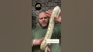 Look at his Shine! My Boy Opal - Ball Pythons 🤩 -- #shorts #snakes #ballpythons #reptiles