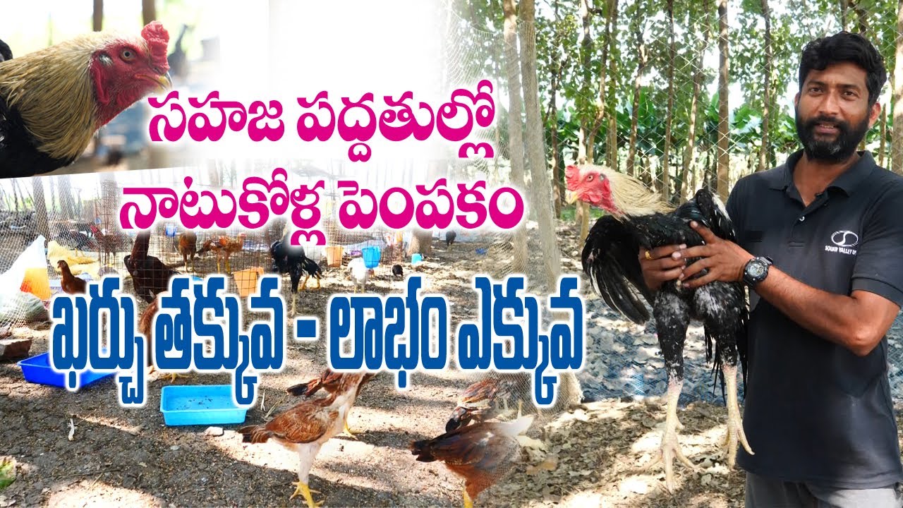 Country Chicken Farming as Self Employment || Srikanth Reddy || 9603186852 || Rythunestham