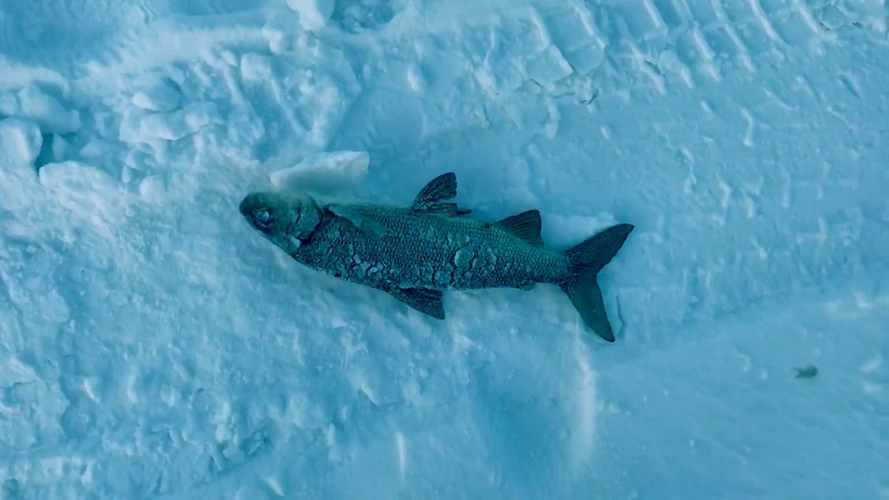 Ice Fishing Sylvan Lake AB, Canada ตกปลาทะเลสาบน้ำแข็ง YouTube