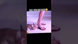 funnyvideo 7021971570612636933