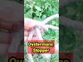 Ashlay's Stopper Knots| #ropeknots #ropecrafts #knotting #knotskill #knot #trendingvideos #rope