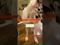 gorilla tape as a dog gate ❗❓