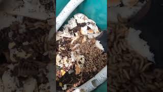 Punya roti kadaluarsa? Kasih magot aja biar ngga sia-sia! #zerowaste #maggotbsf
