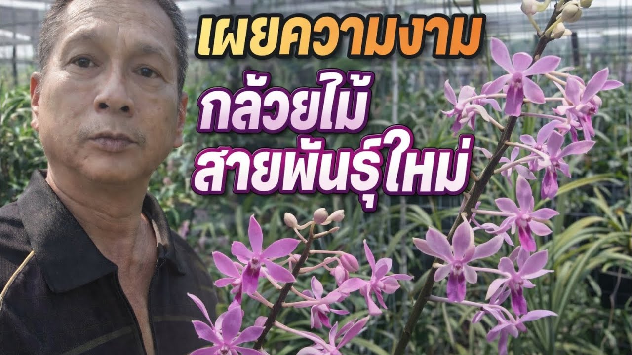 เผยความงามกล้วยไม้สายพันธุ์ใหม่ #กล้วยไม้