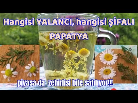 Tıbben şifalı papatya ,zehirli  papatyadan nasıl ayırt edilir,  nasıl kurutulur ve çayı ?