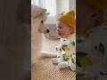Love is Peace🩷😌 Samoyed Hug Transforms Tantrum!