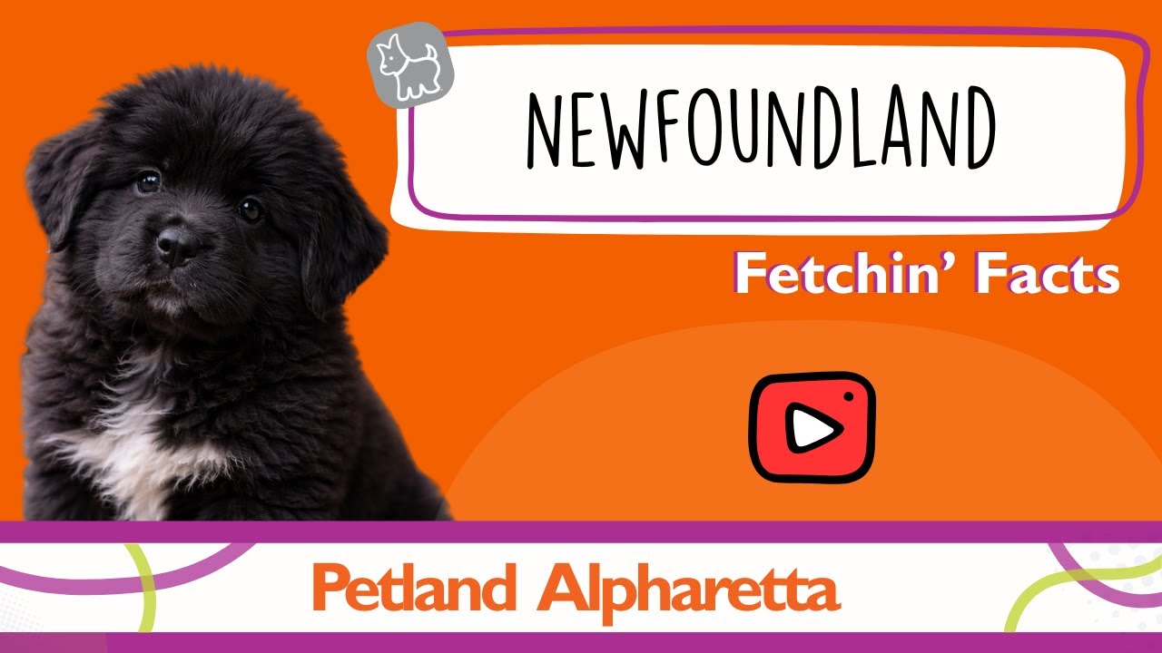 Puppy Alert! Newfoundland Facts That Will Melt Your Heart