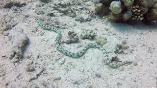 Gepunkteter Schlangenaal im Roten Meer