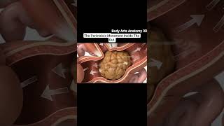 Illustration of Peristalsis movement inside the gut | Gut Health | Body Arts Anatomy 3D