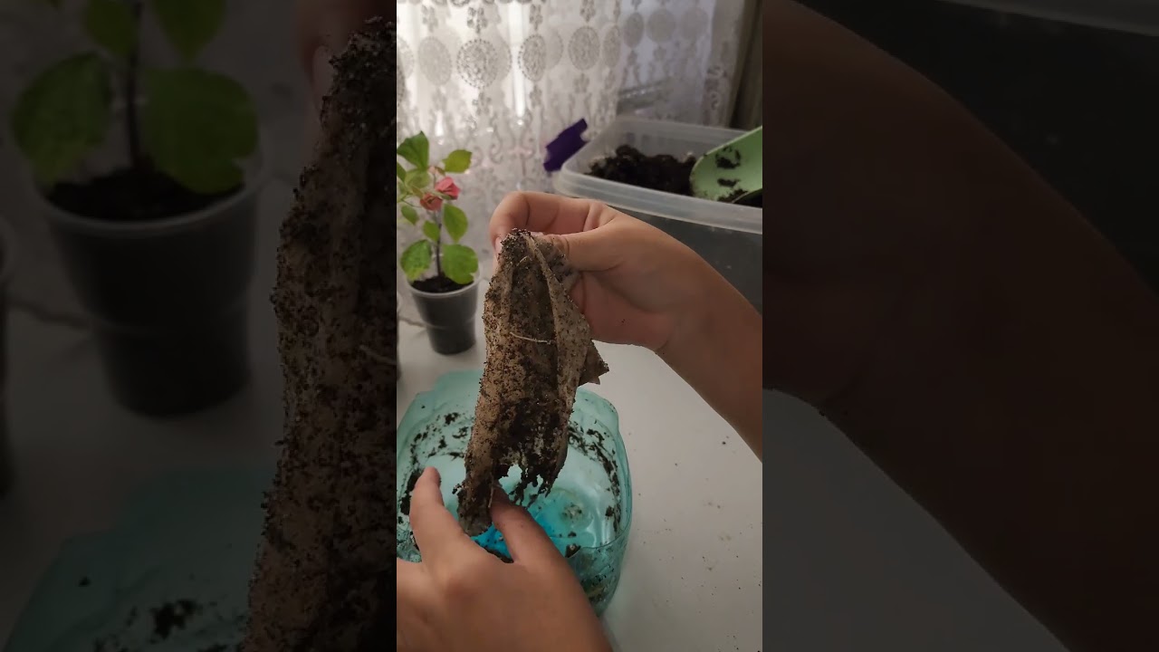 N⁰-253. Бугенвелия гулини купайтирилганда натижаси...