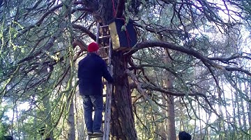 Installing A Pine Marten Den Box At Abernethy Golf Club