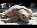 Shenandoah Loggerhead Release at Clearwater Beach