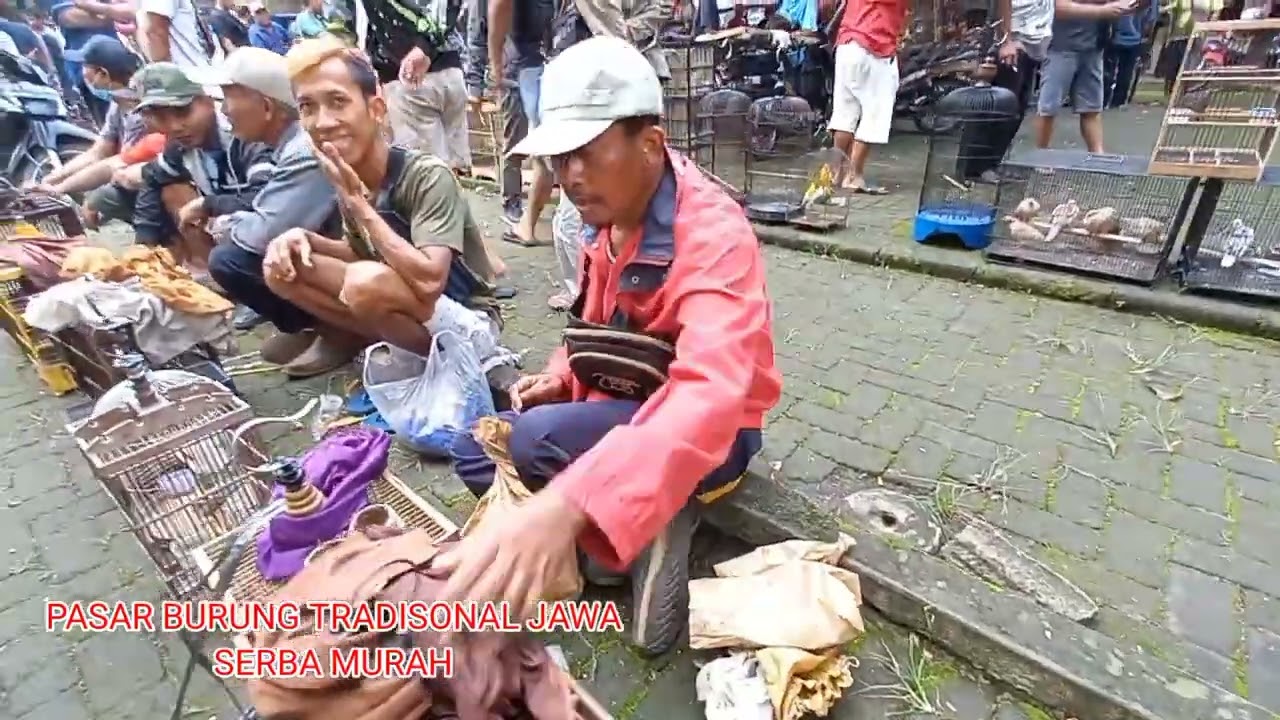 Wow begini cara pak pacitan mempromosikan burung biyar cepat laku
