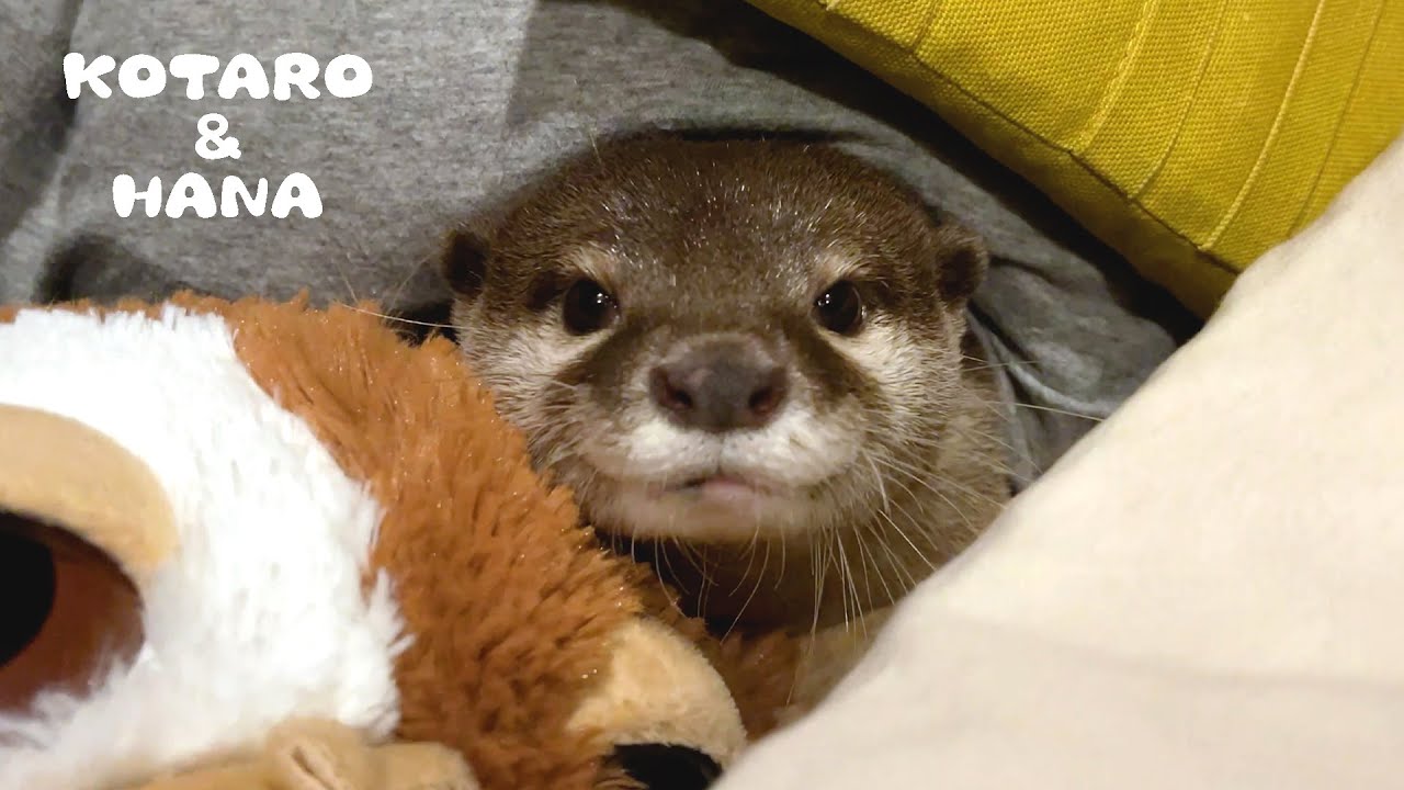カワウソのとある一日を覗いてみたらアニメのようだった My Otter S Daily Routine Is Extremely Peculiar Youtube