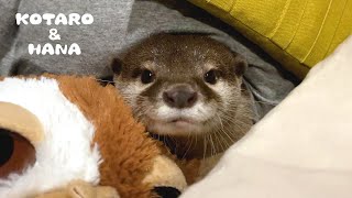 カワウソのとある一日を覗いてみたらアニメのようだった　My Otter's Daily Routine is Extremely Peculiar