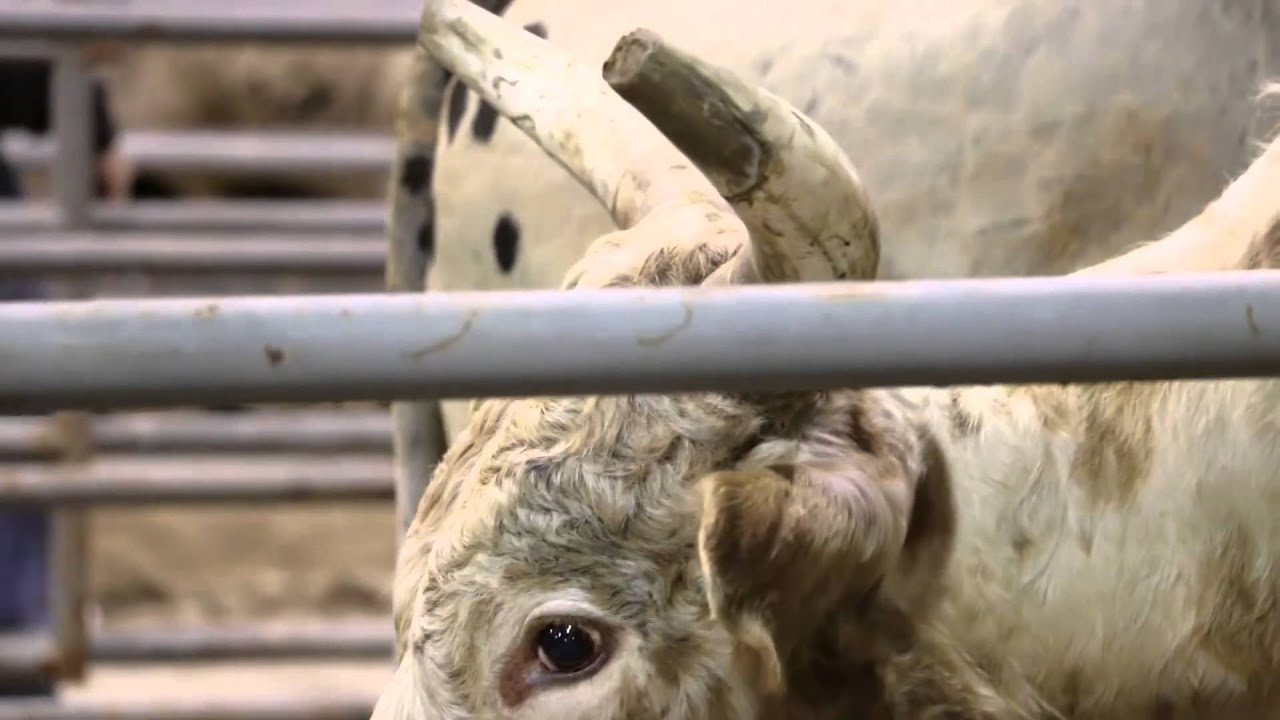 3rd Annual Arrigo Dodge Chrysler Jeep Ram Southern Extreme Rodeo - YouTube