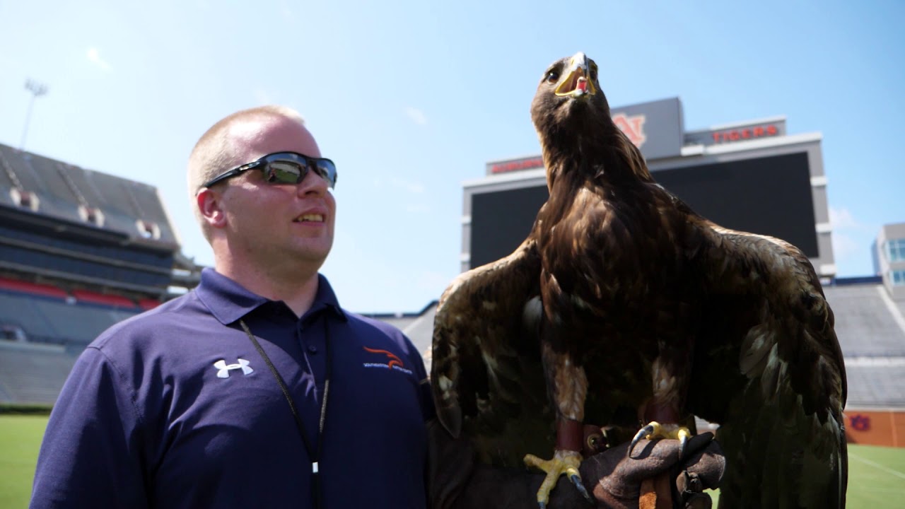 Golden Eagle Aurea Ready To Soar Above Auburns Jordan Hare Stadium This Season