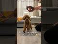 Свиной 🐽😳 #пудель #pets #питомцы #dog #животные #poodle #аnimals #собака #puppy