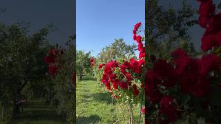 Cu tălpile goale  prin iarbă și cireșe coapte