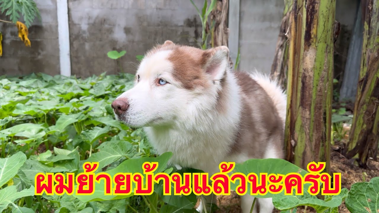 โดนพ่อกัดบ่อยผมเลยต้องย้ายบ้านหนีเพราะพ่อติด...เกินช่วงนี้