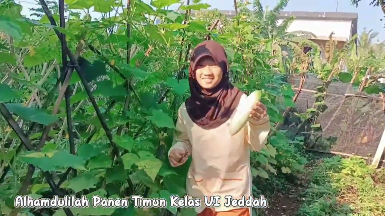 Panen Timun sayur kita