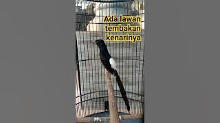 Murai batu isian kenari panjang #muraibatu #muraibatuisian #muraibatugacor