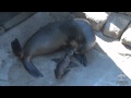 Baby Sea Lion Dives Right In