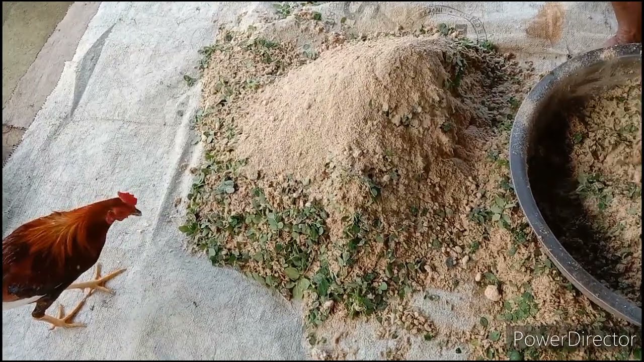 Как приготовить органический корм для кур и свиней в местных условиях
