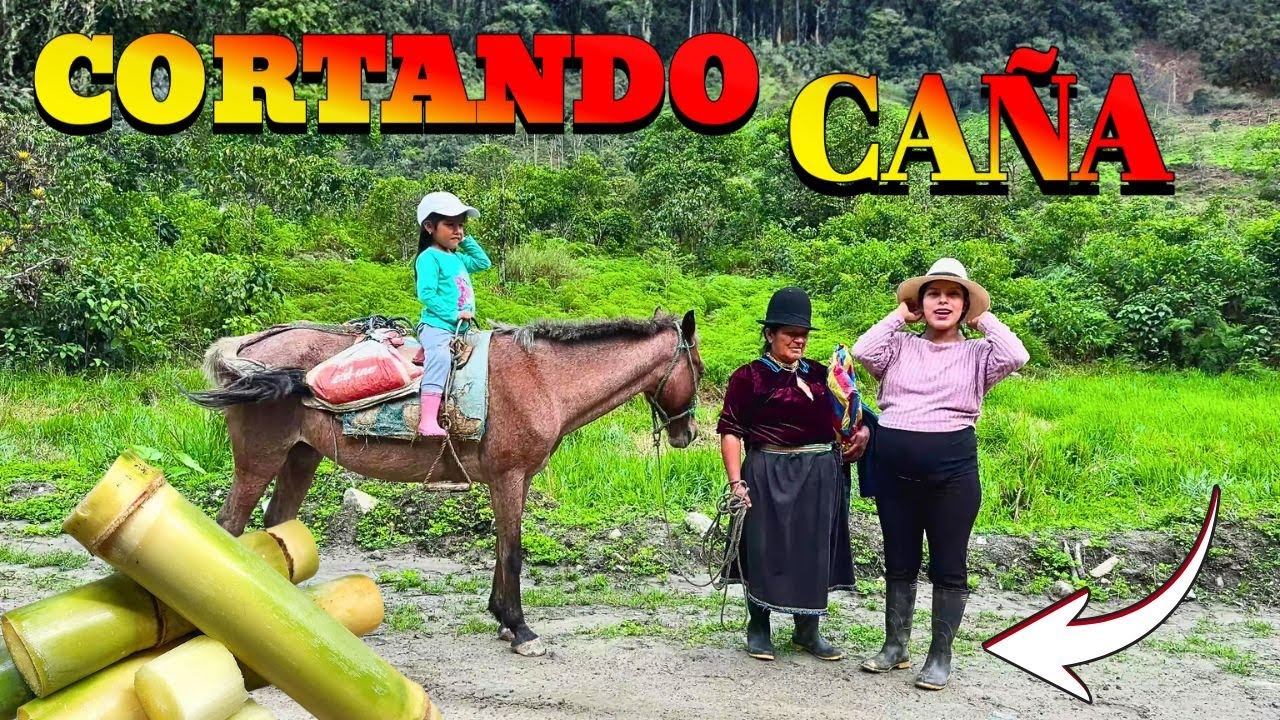 Acarreamos mucha CAÑA para preparar la Panela