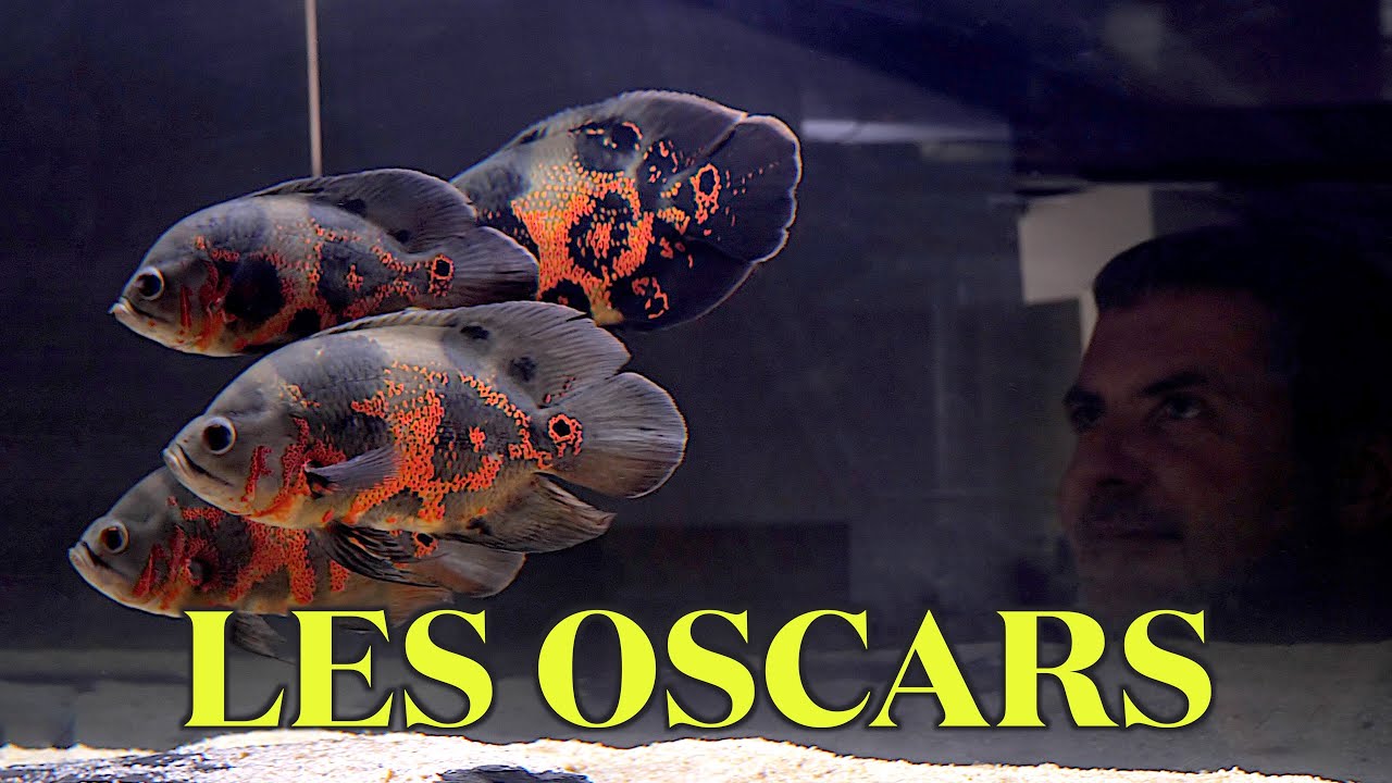 Des Poissons pas comme les autres (Floraquatic)