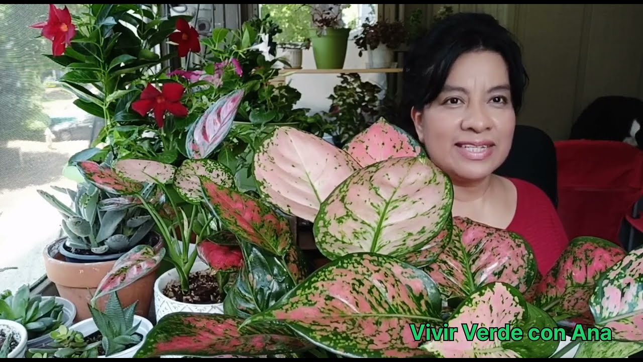 Como Propagar Aglaonemas/Cuidados y Sustratos #aglaonemas #ladyvalentine #ladyvalentinewishes