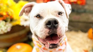 American Bulldog Rehabilitation Story #shelterdog #adoption #training