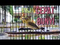 Memikat Pleci Agar Cepat Bunyi Dengan Suara Pleci Ngalas Ini Mp3 - Mp4 Download