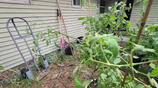 Angry Outdoor Gardening after the storm