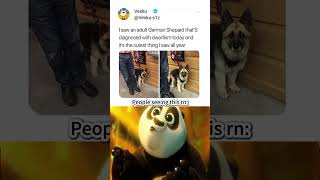 The cutest adult German Shepherd with dwarfism wholesome cute meme