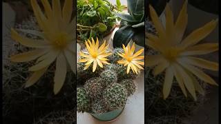 Flower Of Coryphanta Cactus #shorts #youtubeshorts #shortsvideo