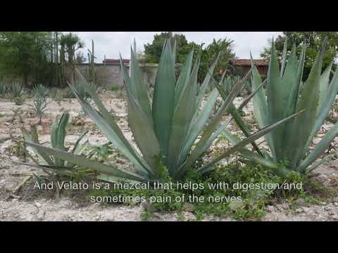 Video: Agave Snout Weevil Control - Tietoja agave & Yuccan kuonokäskon vaurioista