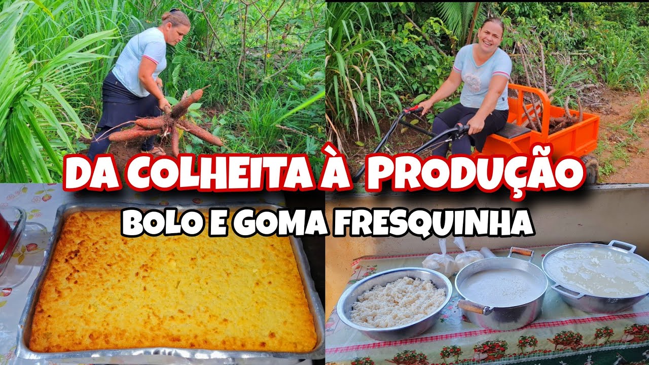 DA COLHEITA  À PRODUÇÃO// TRABALHO NA ROÇA// GOMA FRESCA E BOLO QUENTINHO.
