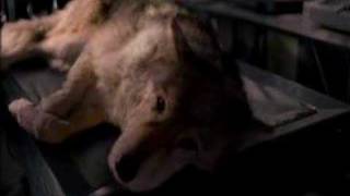 X Files Dog To Wolf Morph