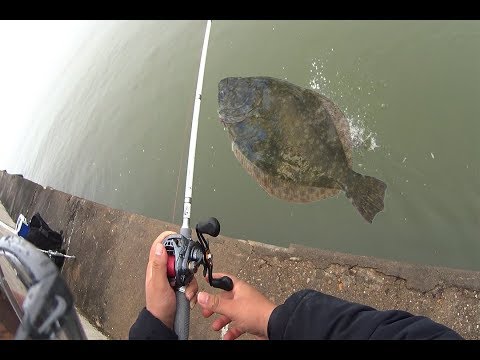 flounder-are-moving-back-in-galveston!!