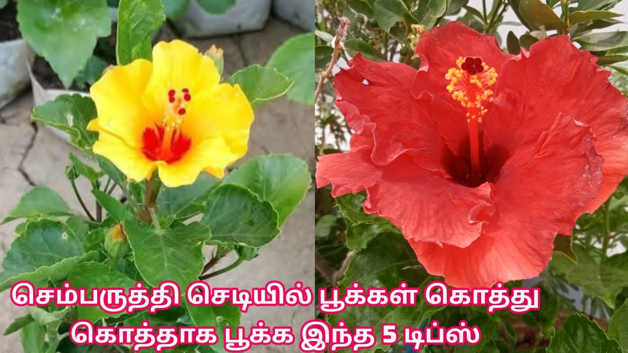 செம்பருத்தி செடியில் பூக்கள் பூத்துக் குலுங்க 5 டிப்ஸ் /tips to grow hibiscus plant in Tamil 