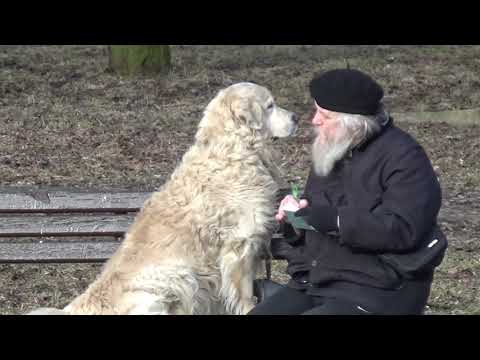 ПОЧЕМУ ЛЮДИ ЗАВОДЯТ СОБАК