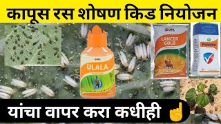 कापूस रसशोषण किड नियोजन cotton pest control | Aphids | White Fly | Thirps Chemical Control