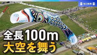 ジャンボこいのぼり、空に舞う　4年ぶり通常開催　埼玉・加須