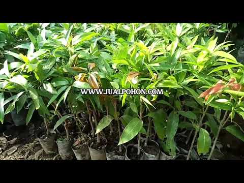Mudah Dirawat! Bibit Mangga Kelapa Super untuk Panen Melimpah!