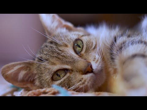 Ταΐζοντας σχολαστικές, εκλεπτυσμένες γάτες