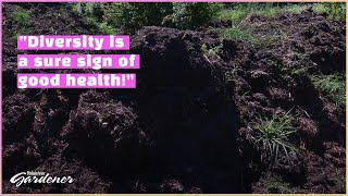 Enriching the Compost Pile with Herbs | Volunteer Gardener